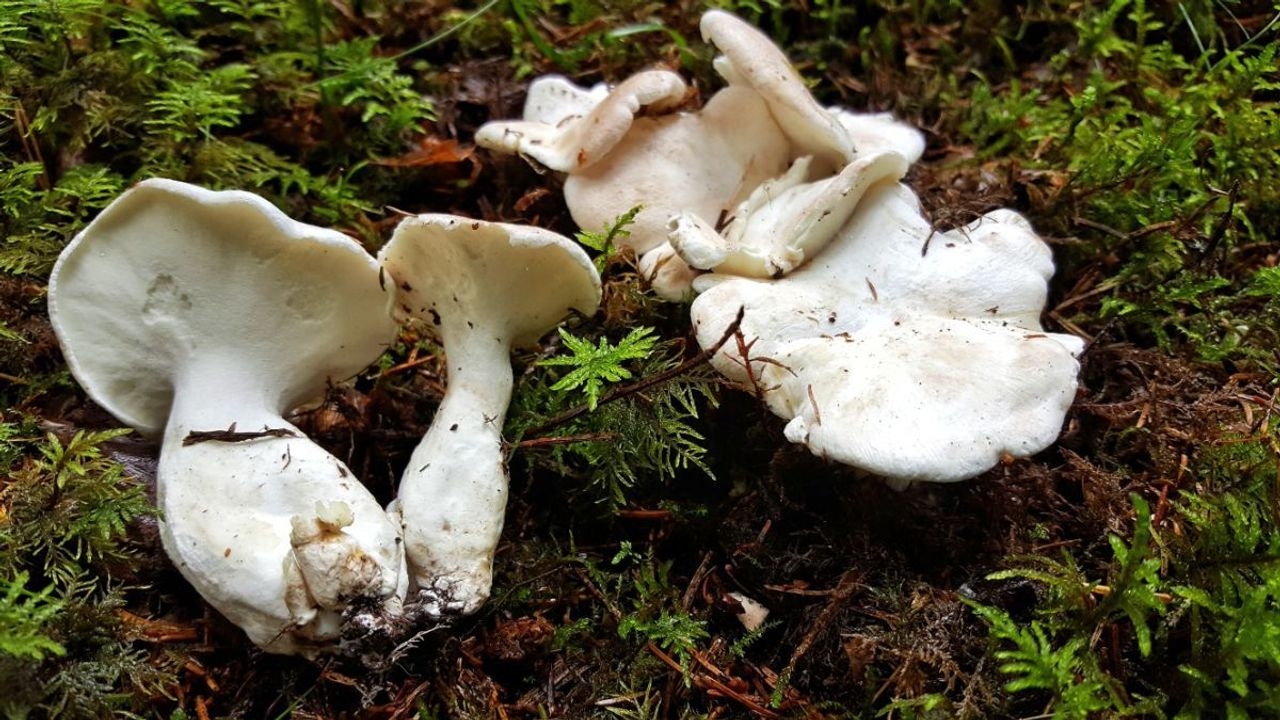 Albatrellus Ovinus Mushroom