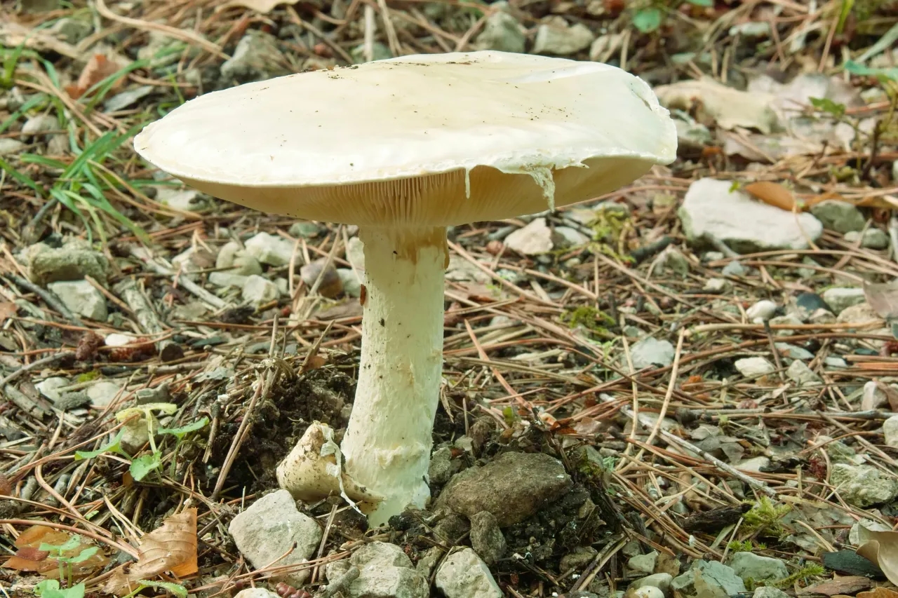 Agaricus Campestris