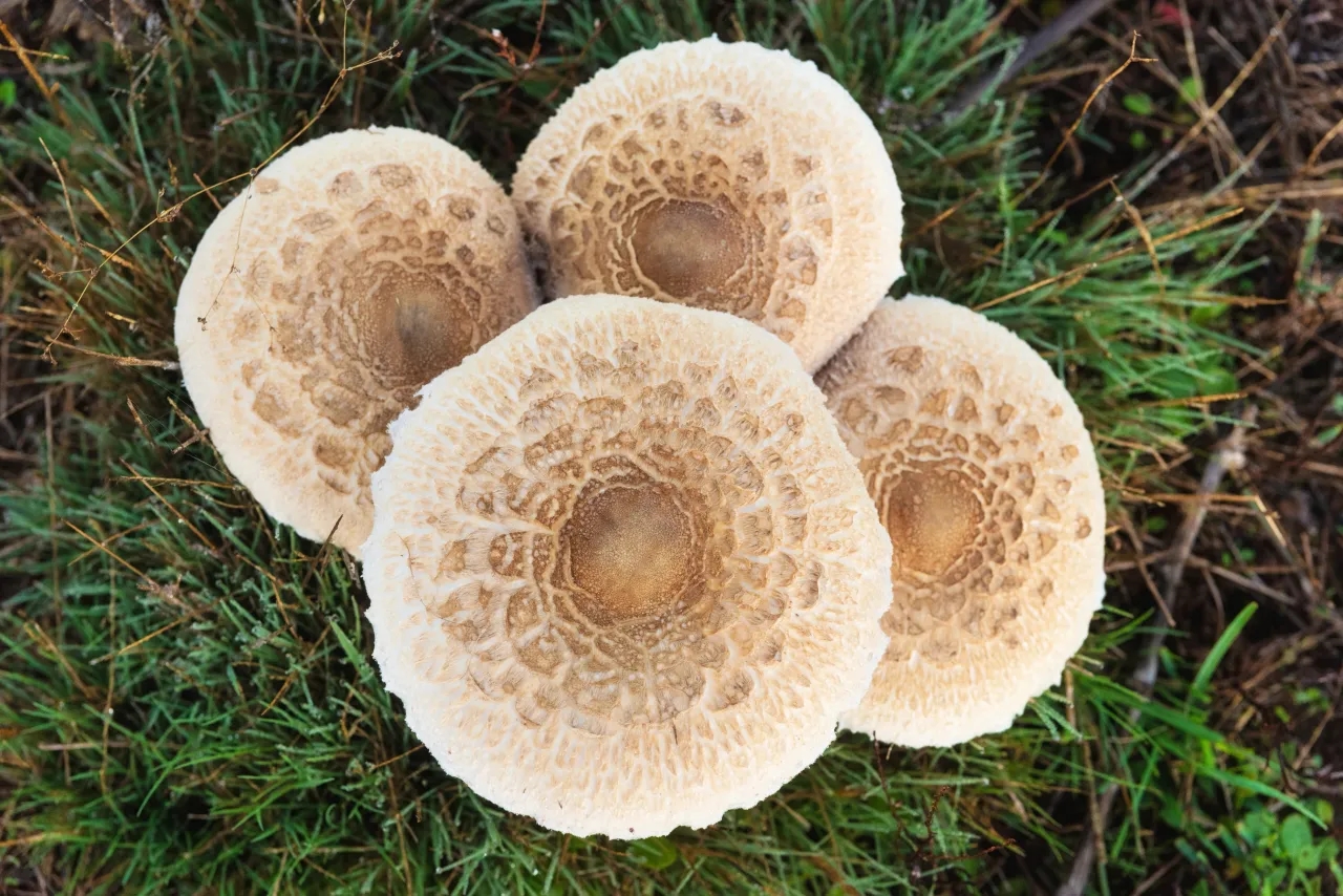 Agaricus Campestris