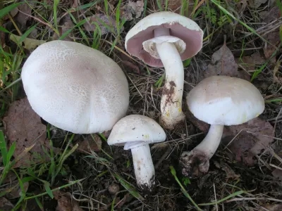 Agaricus Xanthodermus