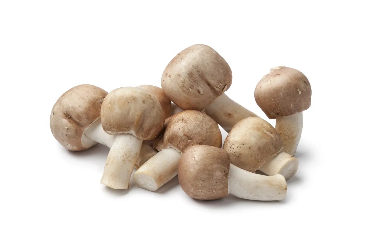 Almond Agaricus Subrufescens