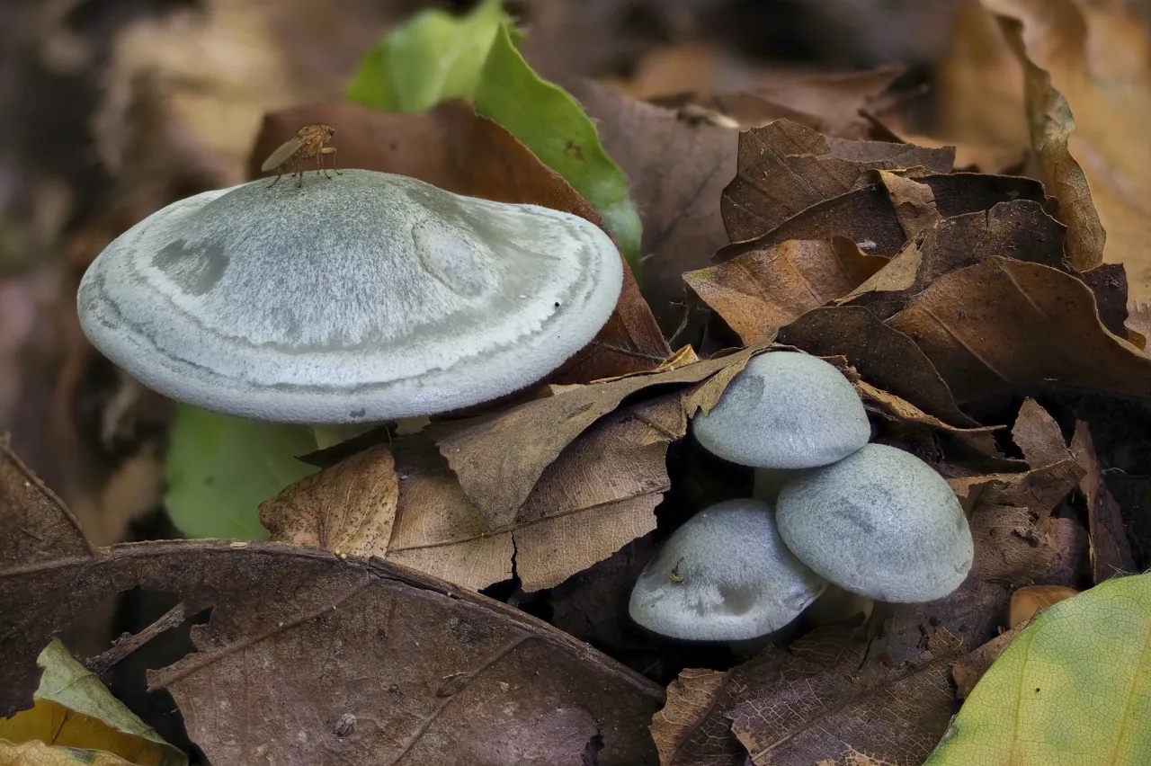 Aniseed Funnel