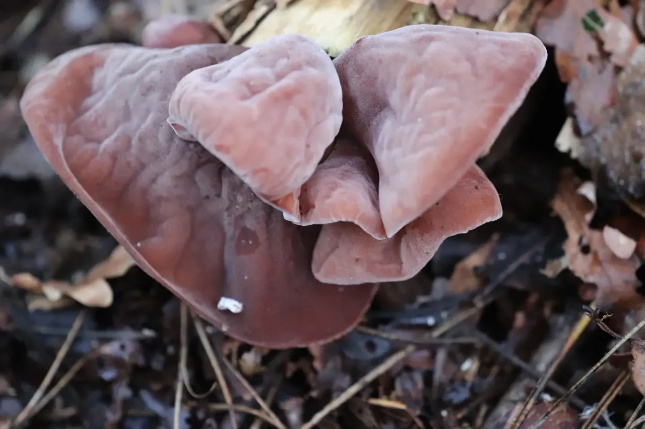 Auricularia Polytricha