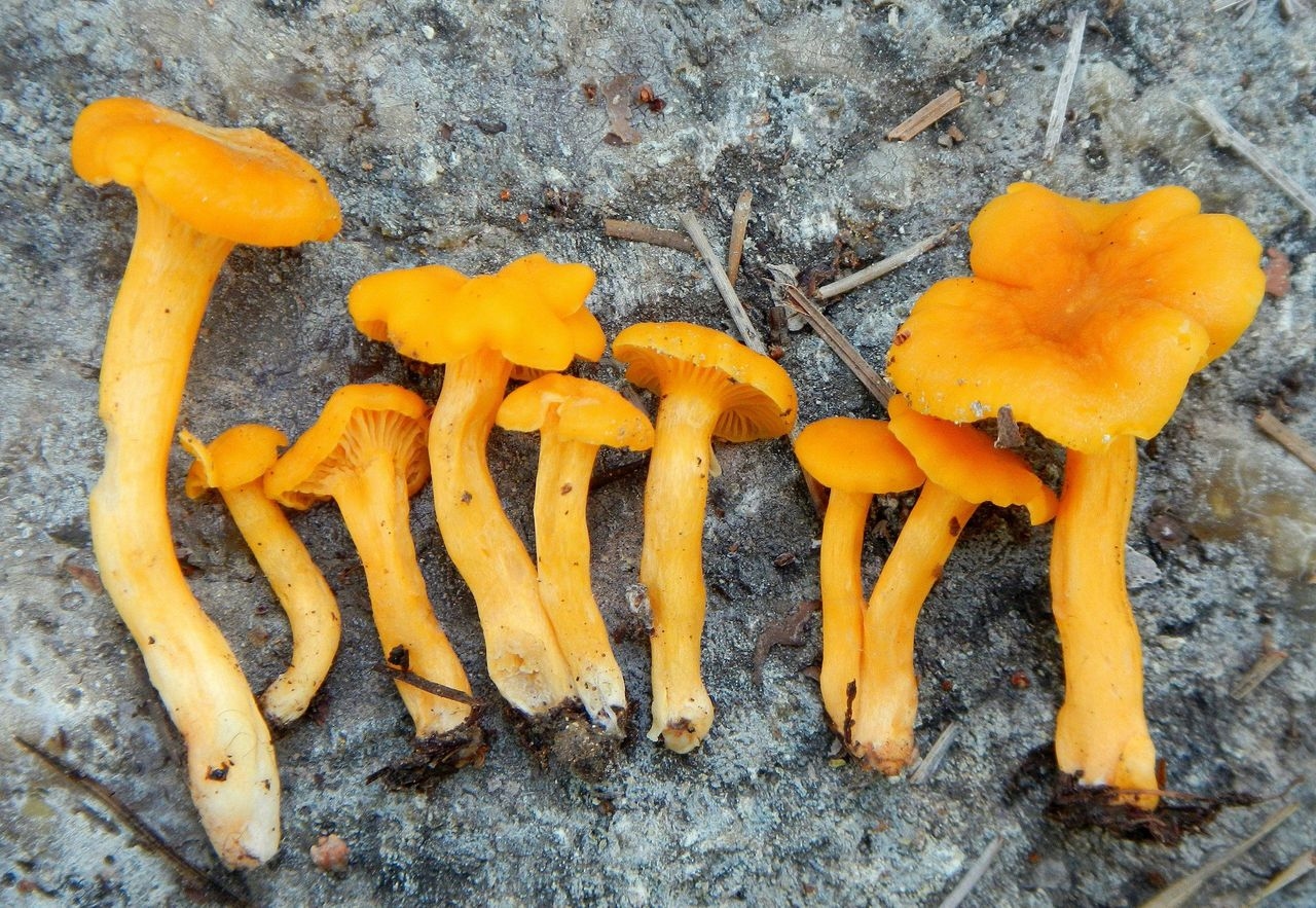 Cantharellus Minor Mushroom