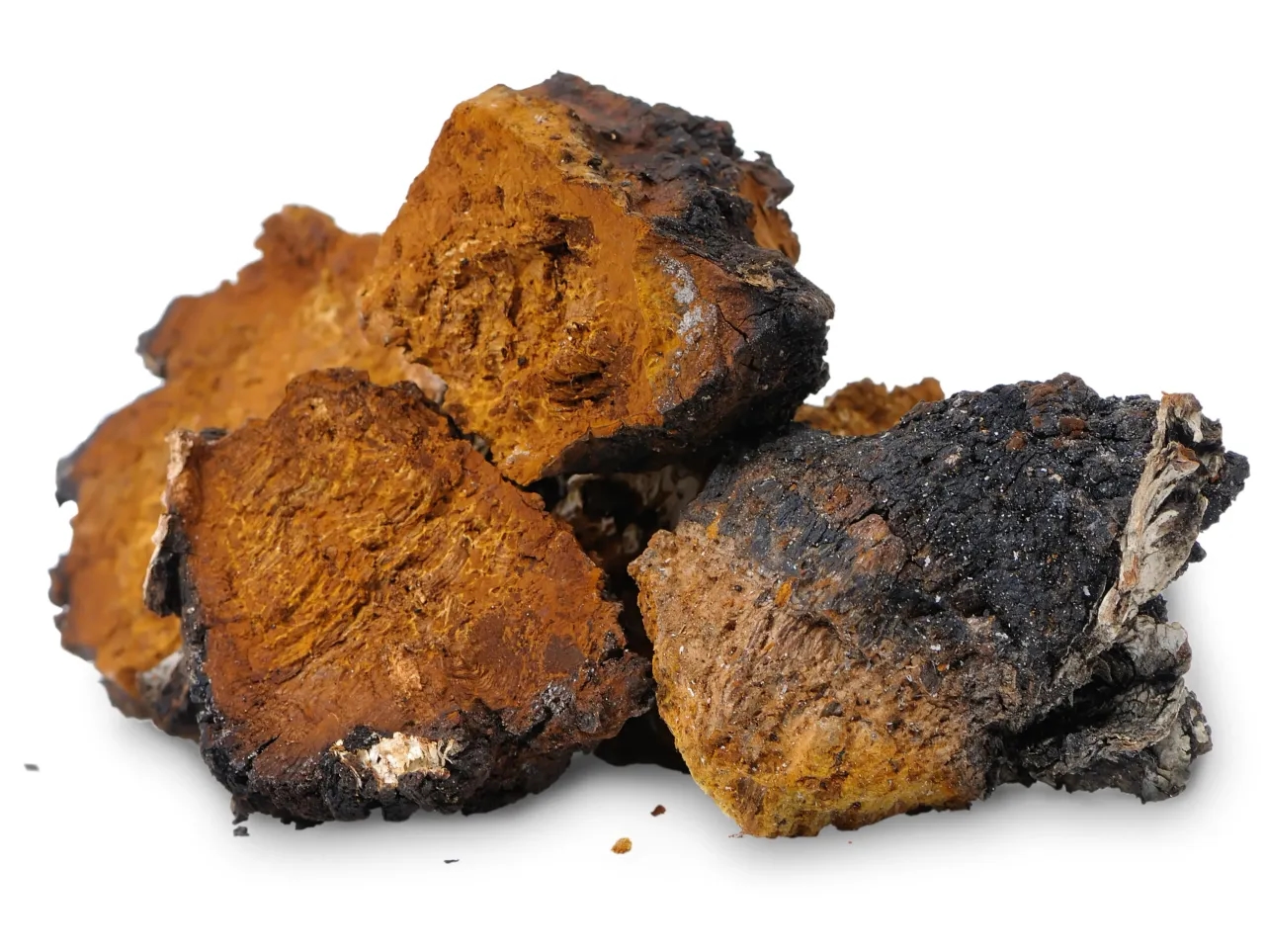 Chaga