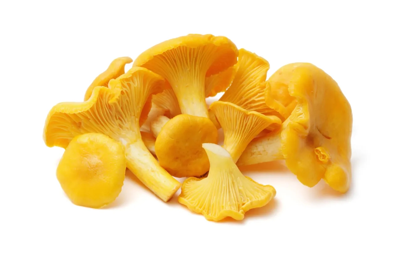 Chanterelle