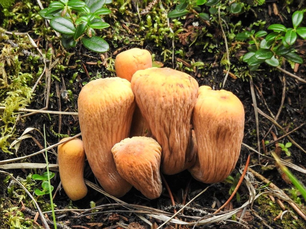 Clavariadelphus Truncatus Mushroom