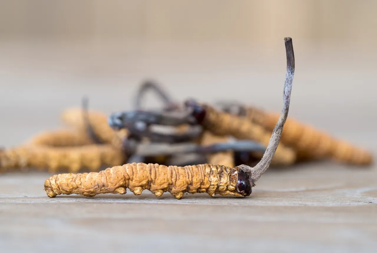 Cordyceps