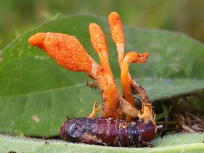 Cordyceps Ophioglossoides