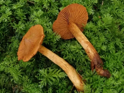 Cortinarius Rubellus