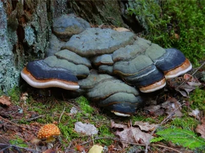 Fomitopsis pinicola