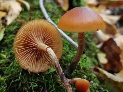 Galerina Marginata