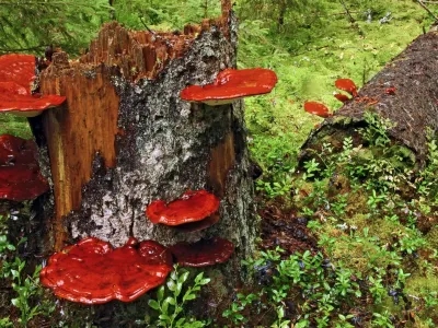 Ganoderma lucidum