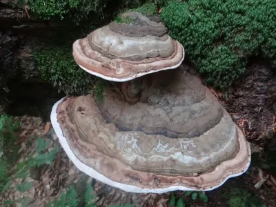 Ganoderma Applanatum