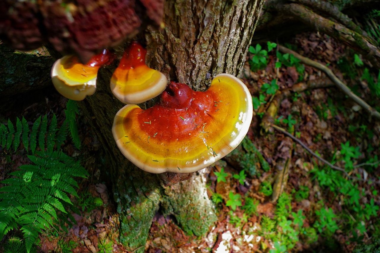 Ganoderma Tsugae Mushroom