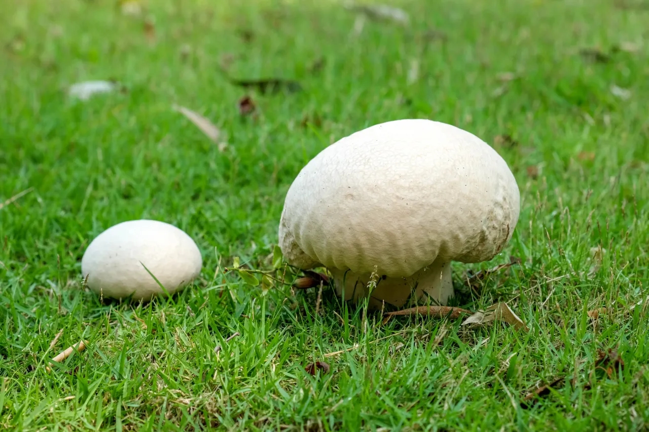 Giant Puffball