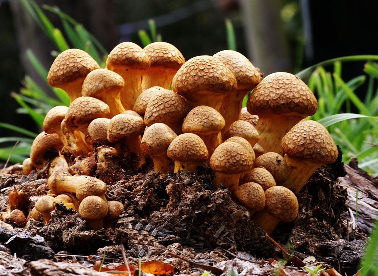 Gymnopilus Junonius Mushroom