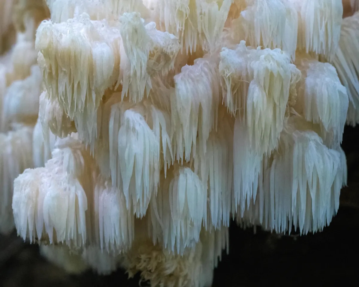 Hericium Americanum