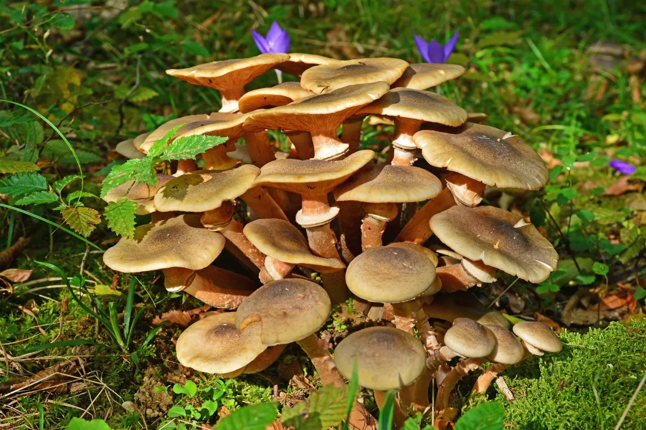 Honey Fungus