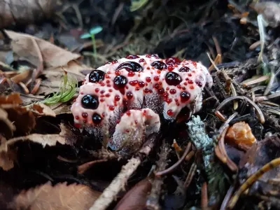 Hydnellum Peckii