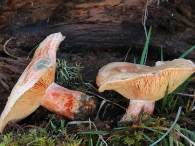 Lactarius Deliciosus