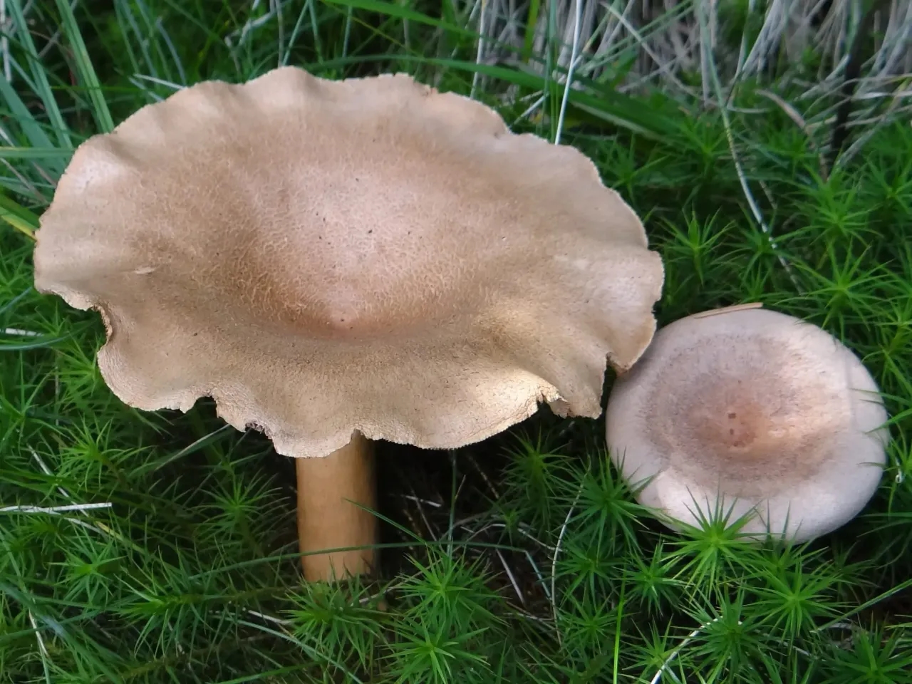 Lactarius Helvus