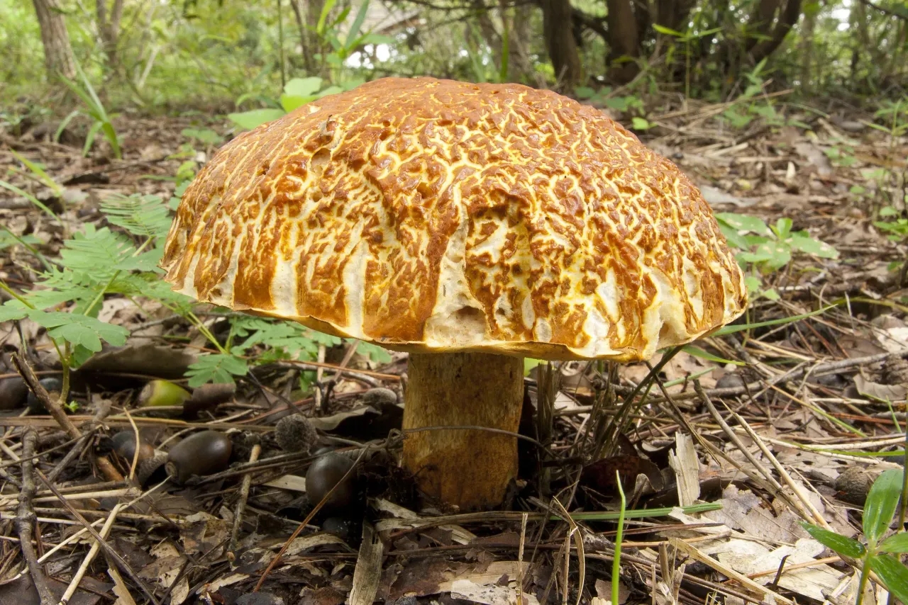 Leccinum Extremiorientale