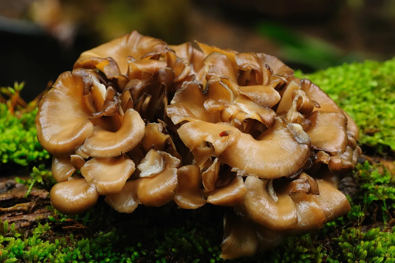 Maitake