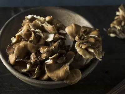 Maitake