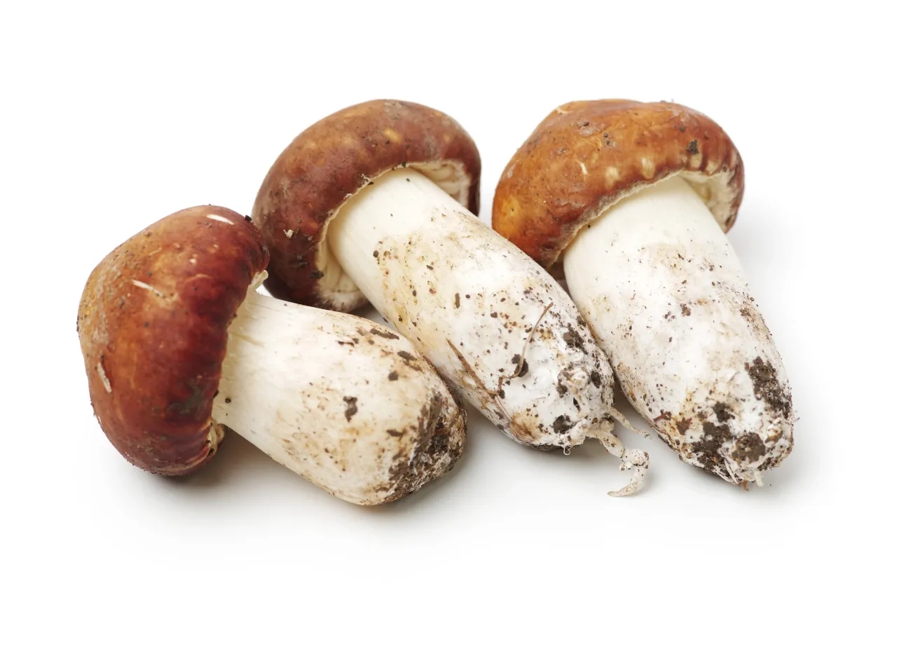 Matsutake