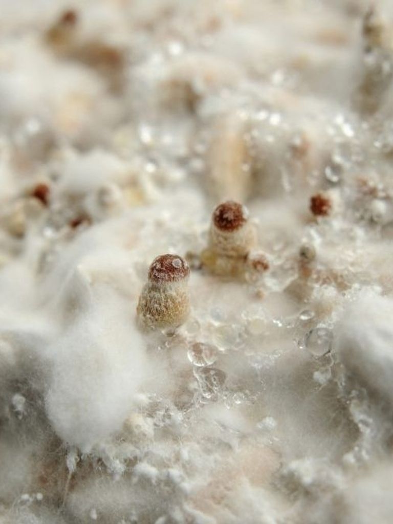 Mushroom Pinning