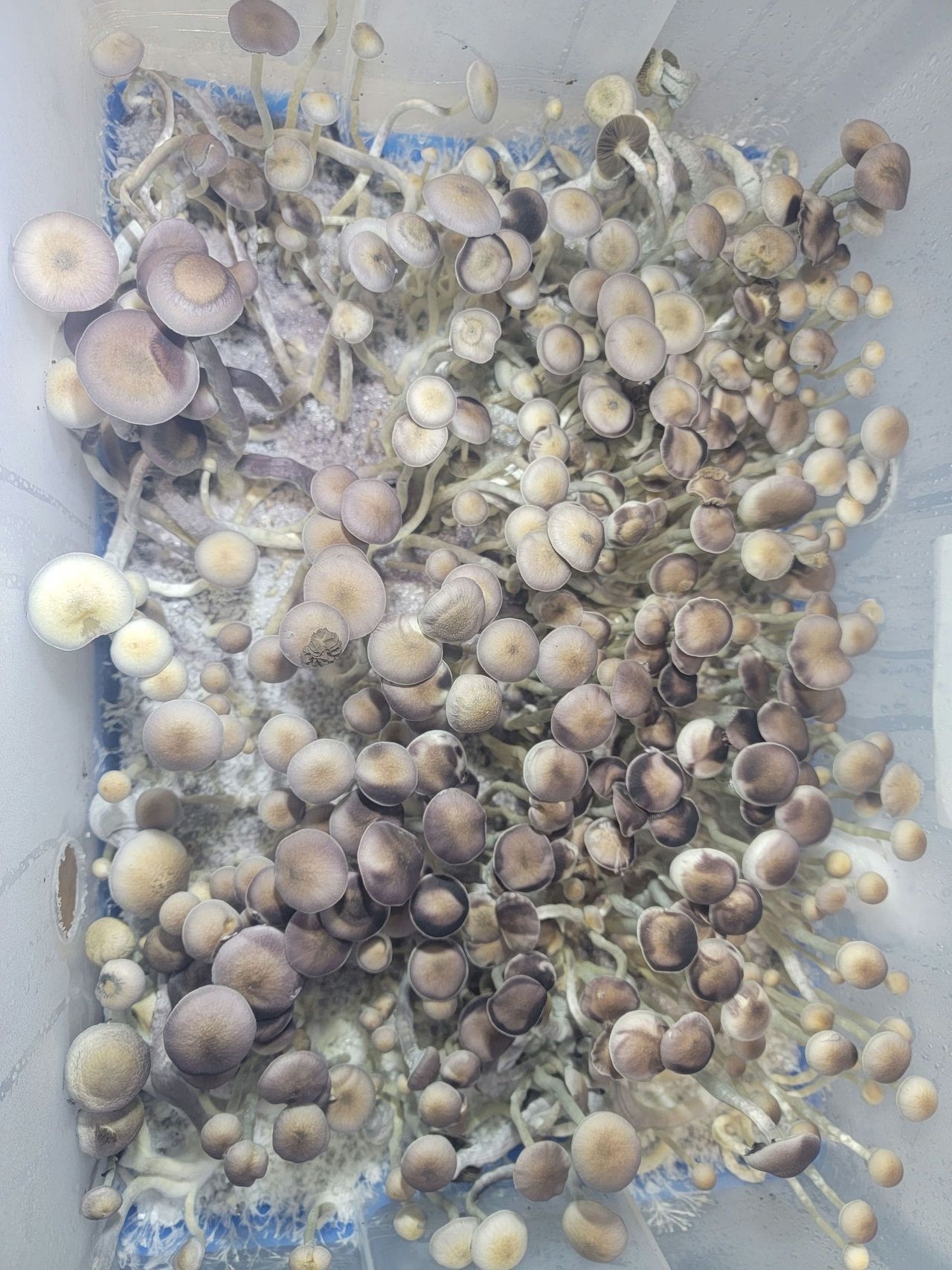 Psilocybin Natalensis Mushroom