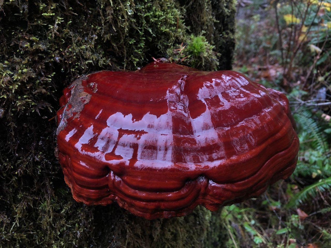 Ganoderma Oregenese Mushroom