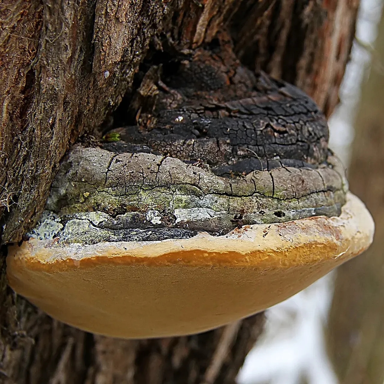 Phellinus Linteus