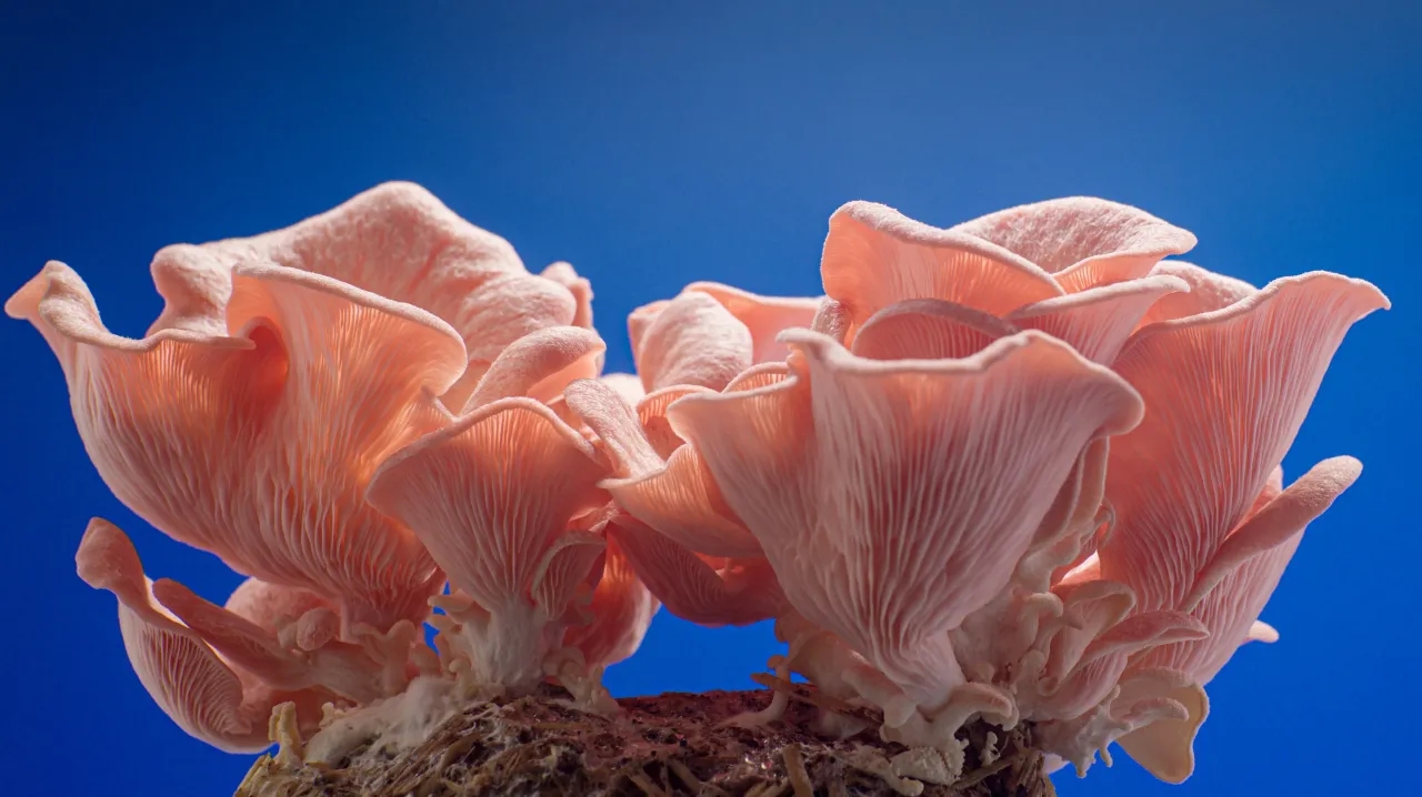 Pink Oyster