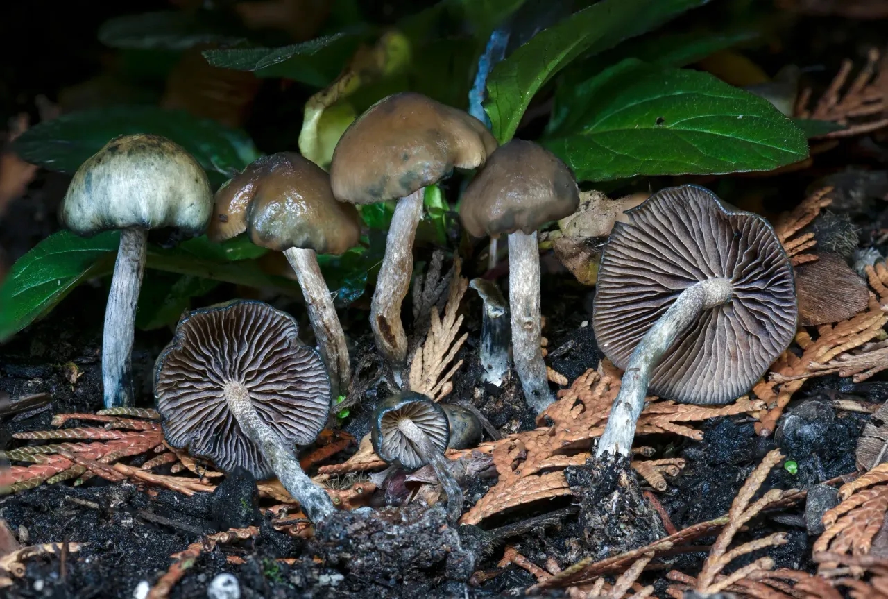 Psilocybe Baeocystis