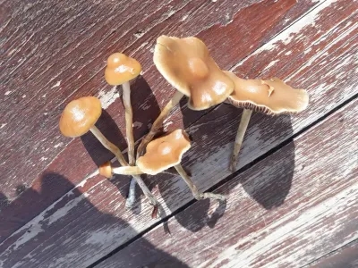 Psilocybe Bohemica