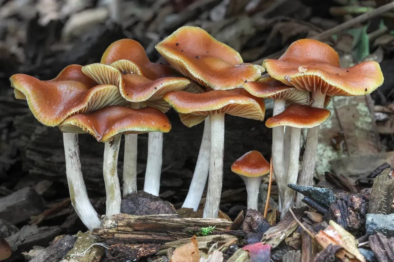 Psilocybe Cyanescens