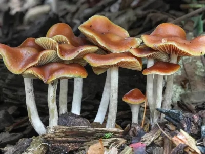 Psilocybe Cyanescens