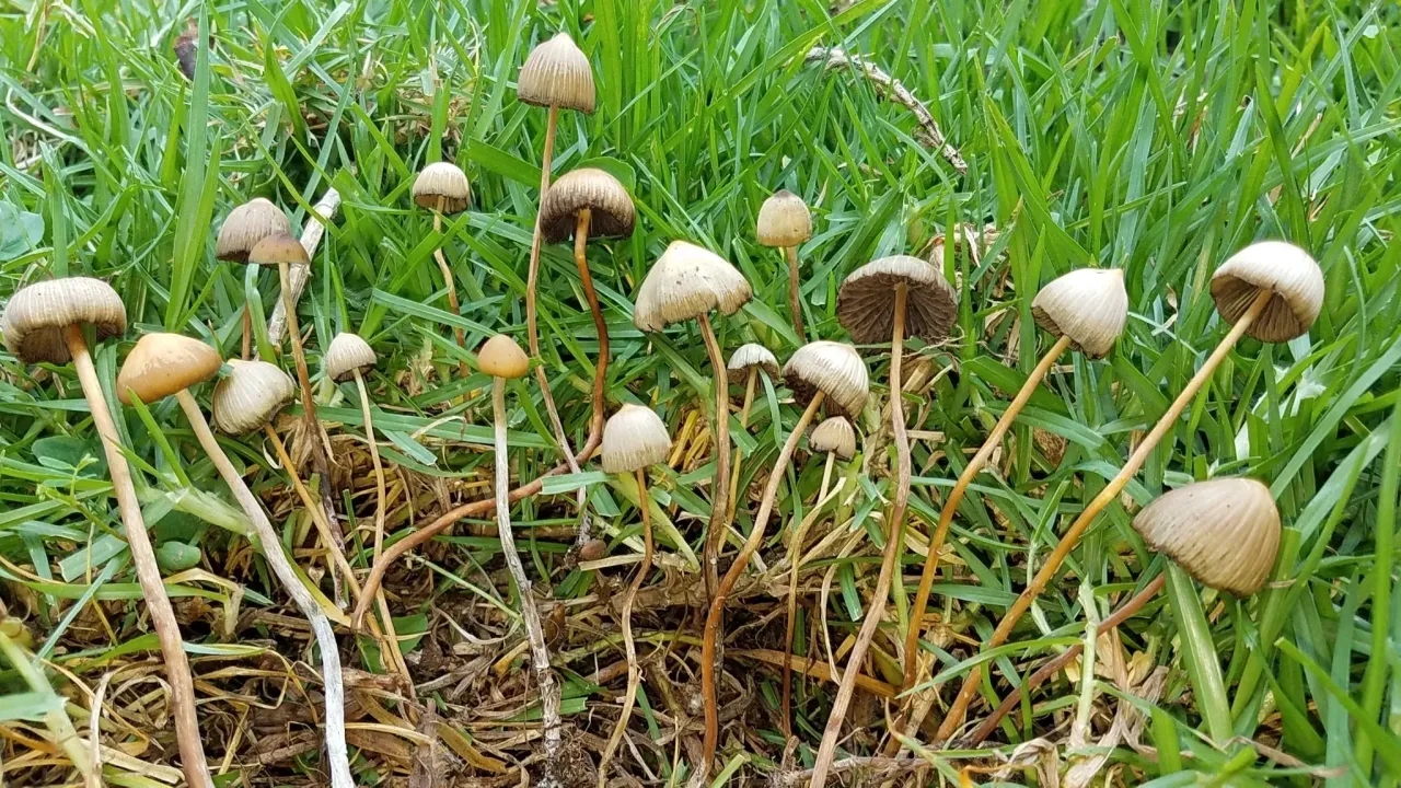 Psilocybe Mexicana