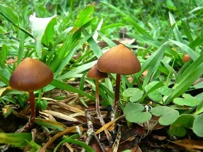 Psilocybin Subtropicalis Mushroom in the Wild