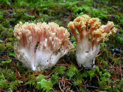 Ramaria formosa