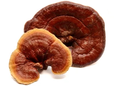 Reishi