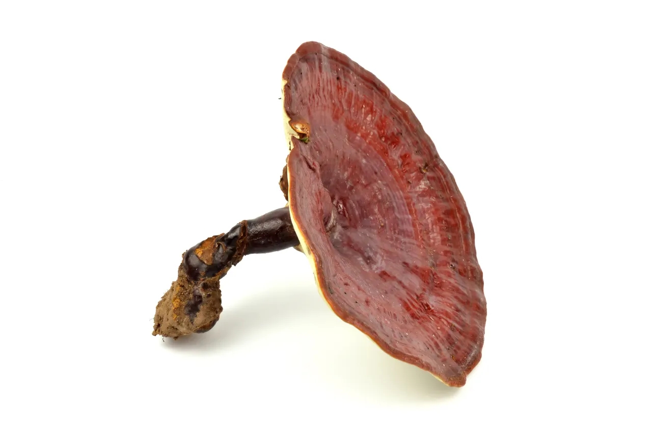 Reishi