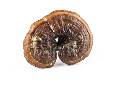 Reishi