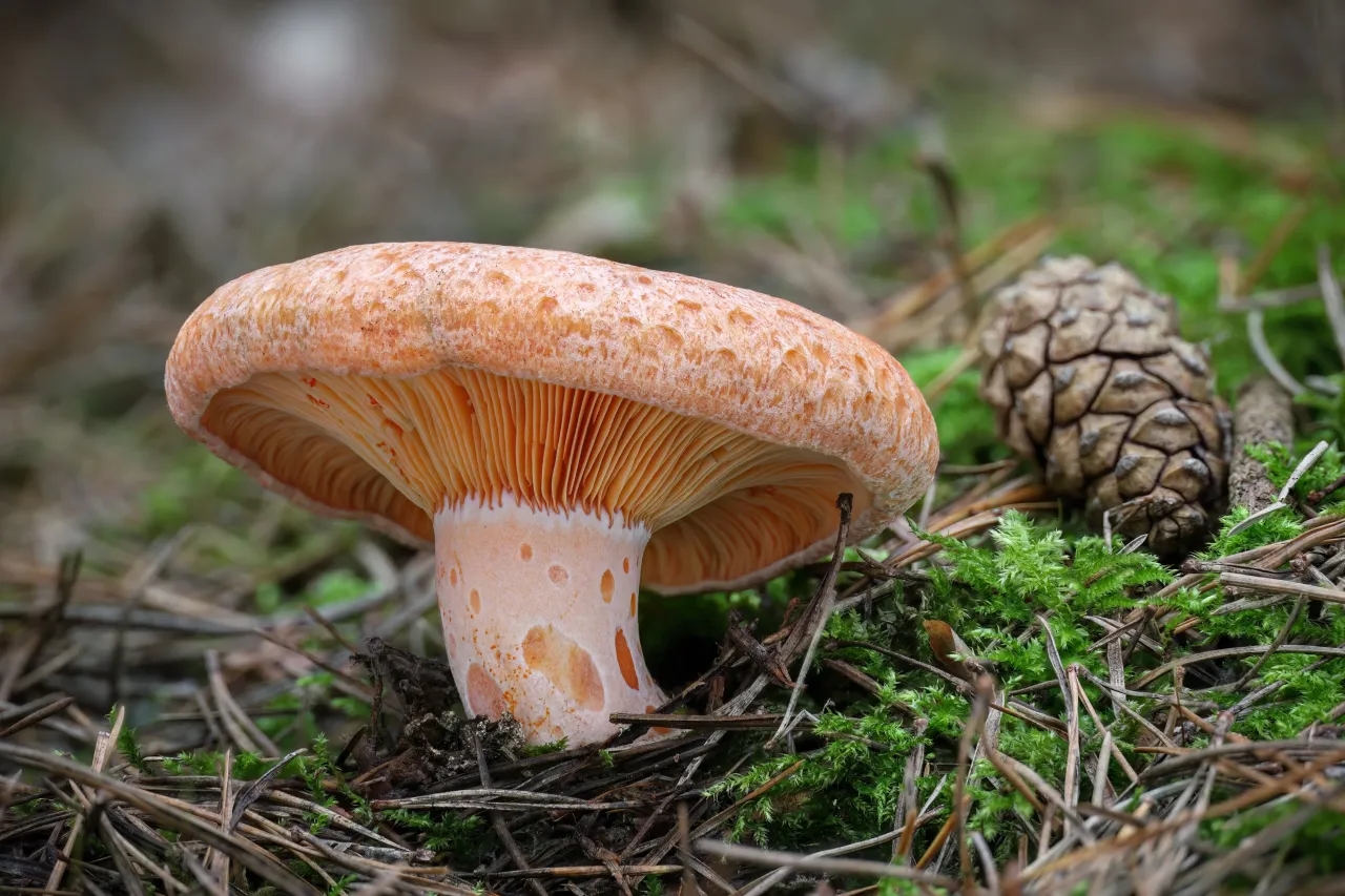 Saffron Milkcap