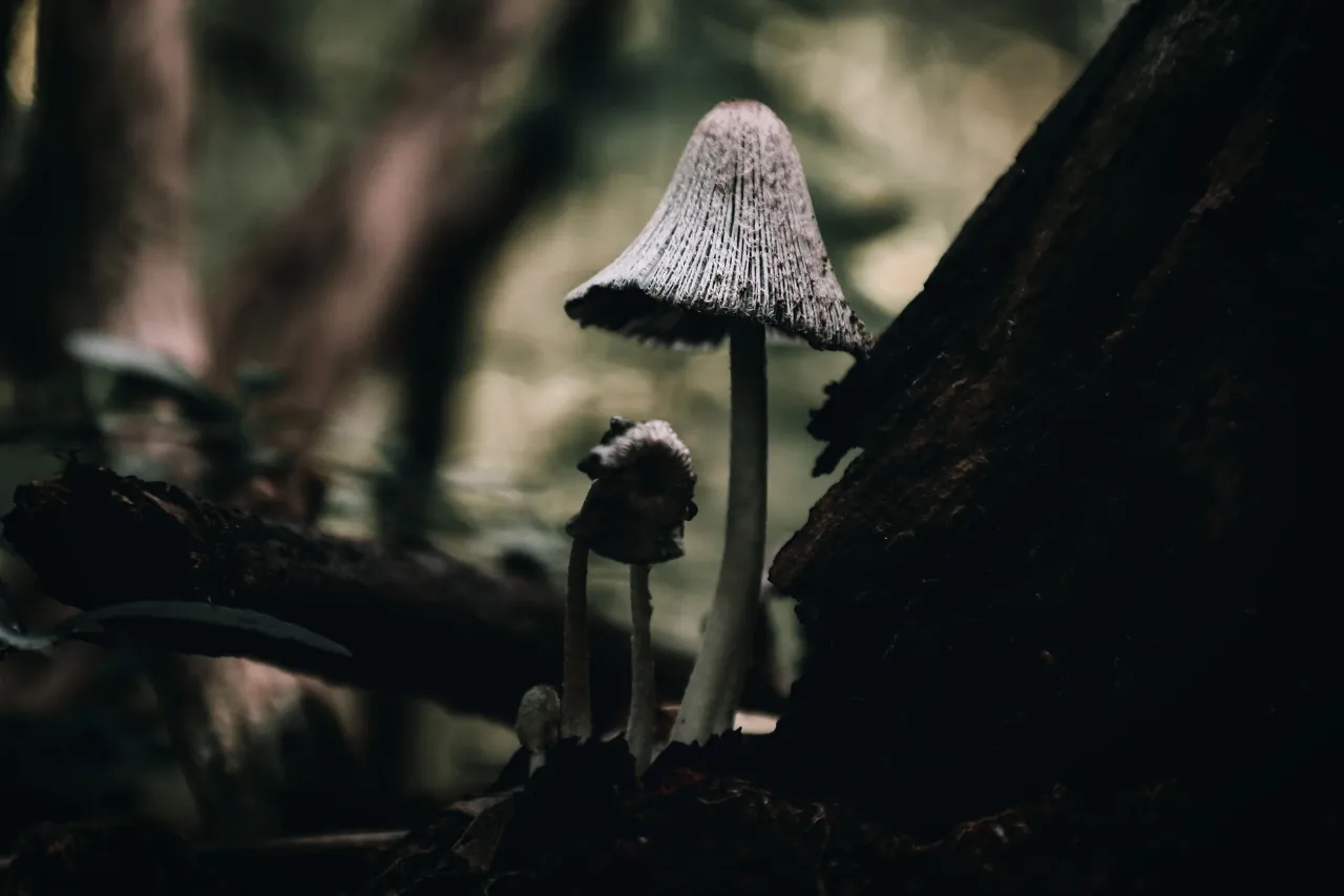 Shaggy Mane