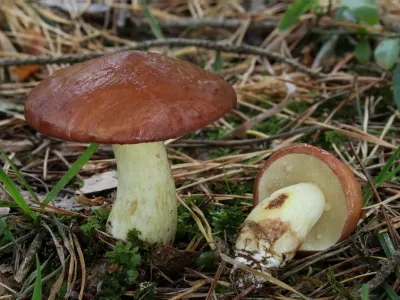 Suillus granulatus