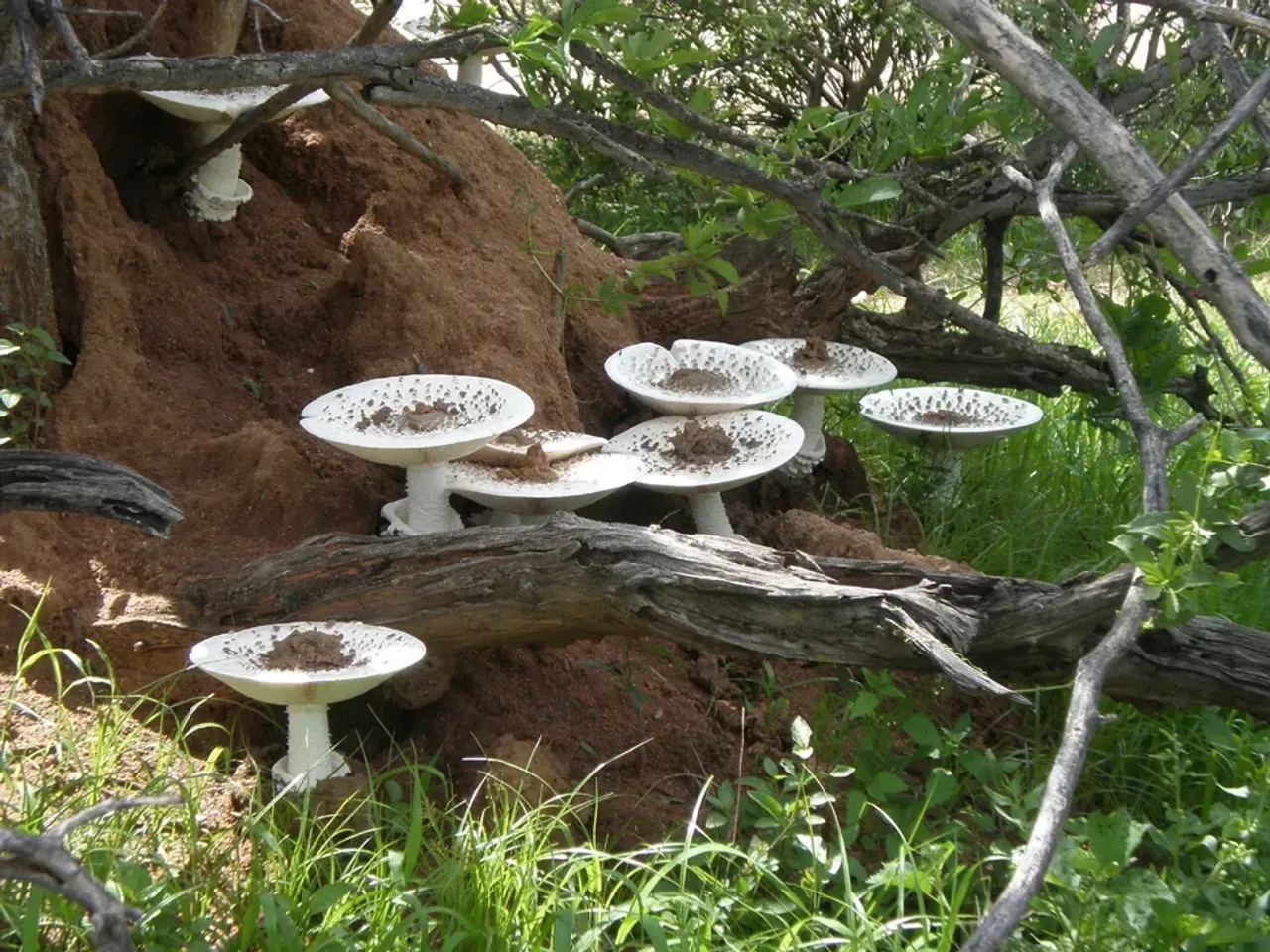 Termitomyces Titanicus