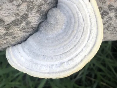 Trametes Hirsuta  Mushroom